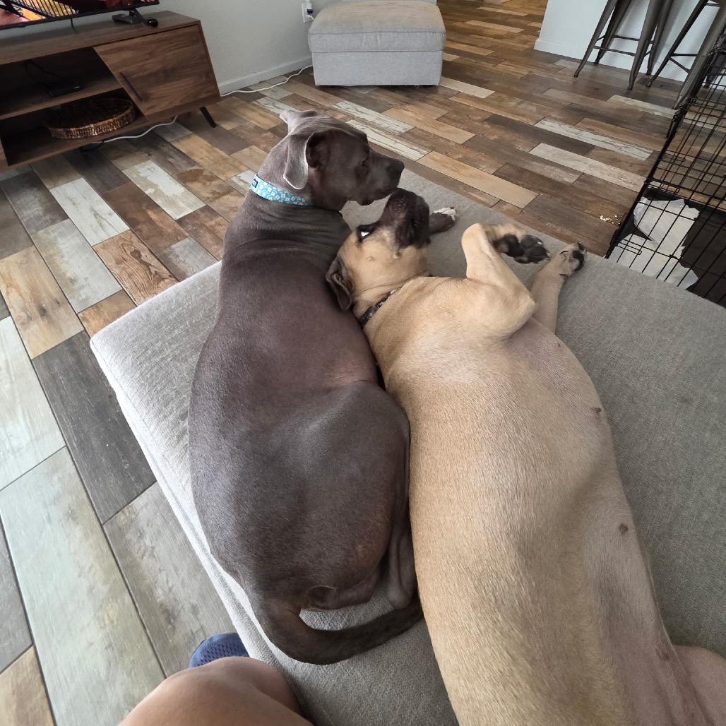 Enlarge Sky, a Adoptable mixed breed in Phoenix, AZ image 5/5