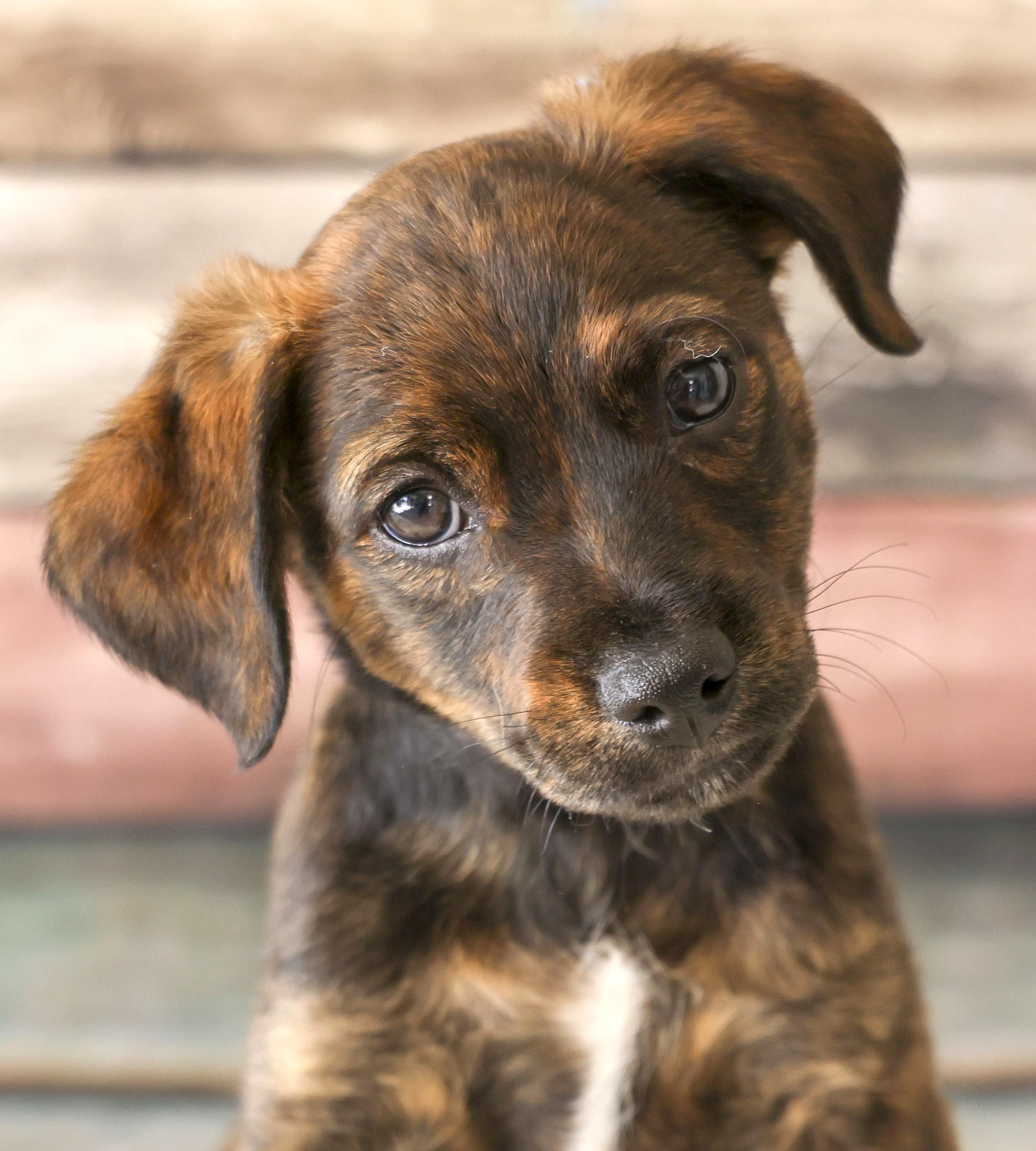 Foster Puppy Paisley, adopted, Young Male Terrier.