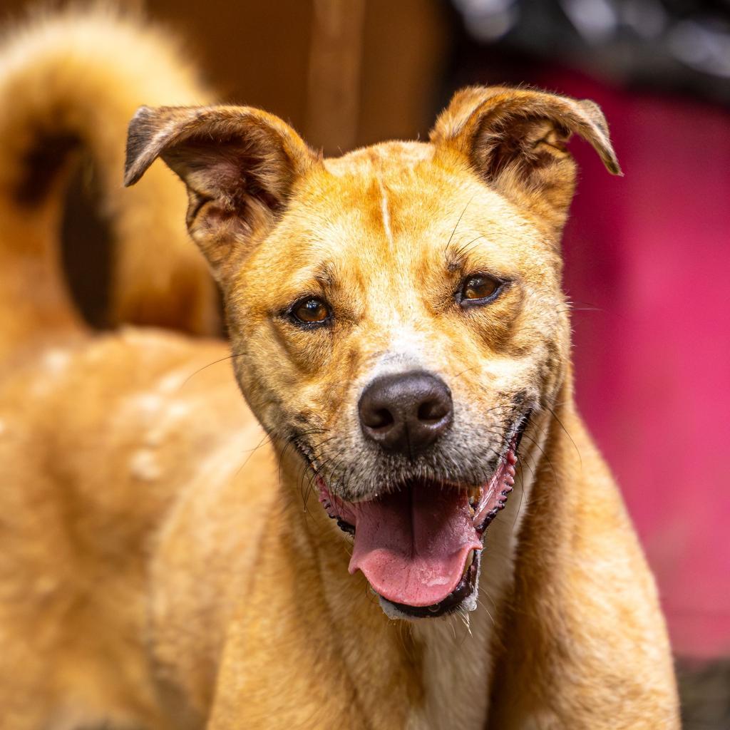 Ma'am (I Need a Foster), Adoptable, Adult Female Mixed Breed.