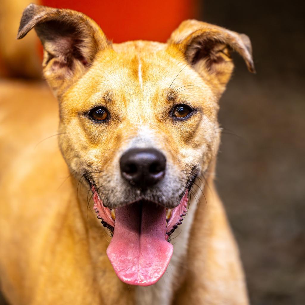 Enlarge Ma'am (I Need a Foster), a Adoptable mixed breed in Decatur, GA image 2/6