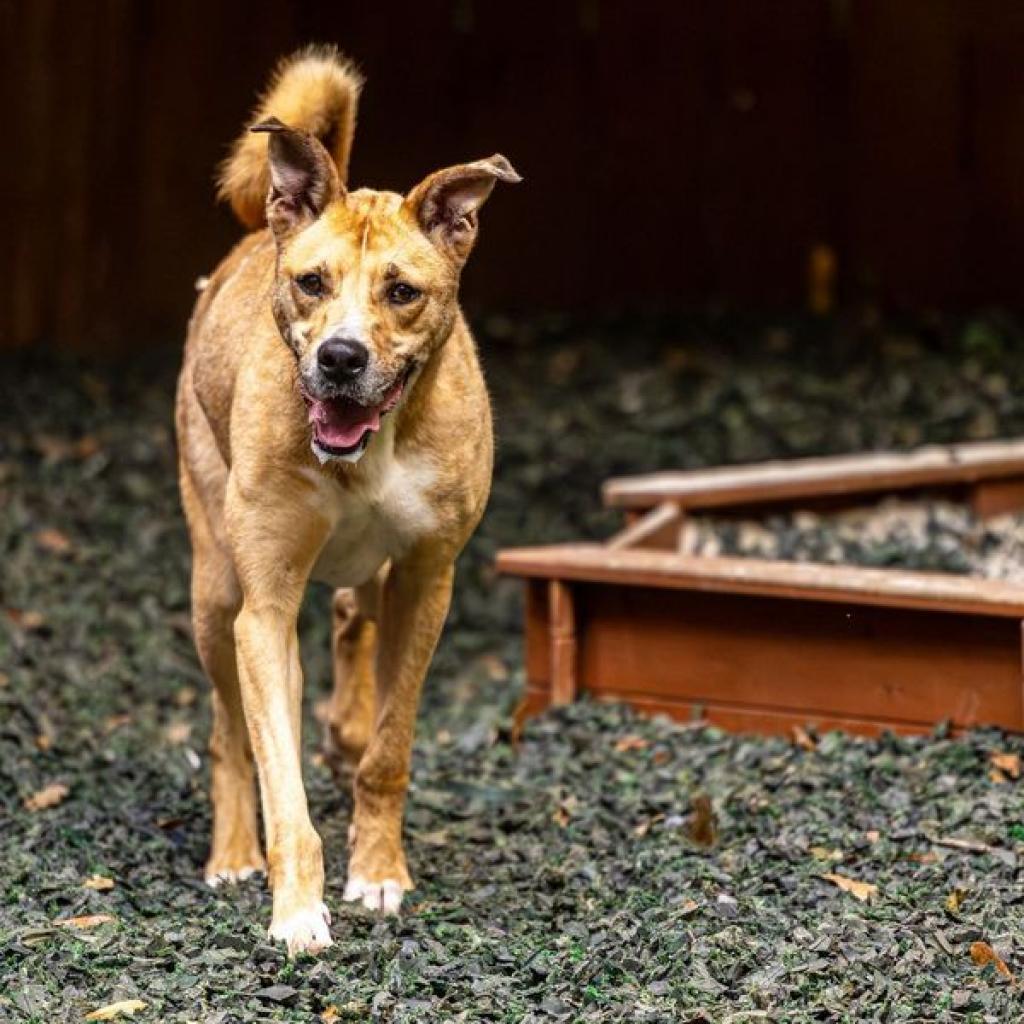 Enlarge Ma'am (I Need a Foster), a Adoptable mixed breed in Decatur, GA image 3/6