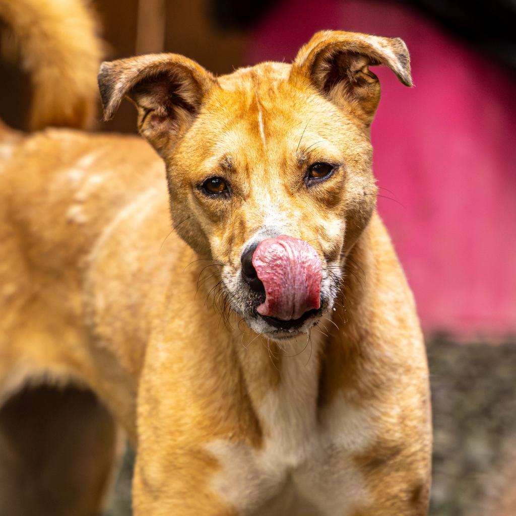 Enlarge Ma'am (I Need a Foster), a Adoptable mixed breed in Decatur, GA image 4/6