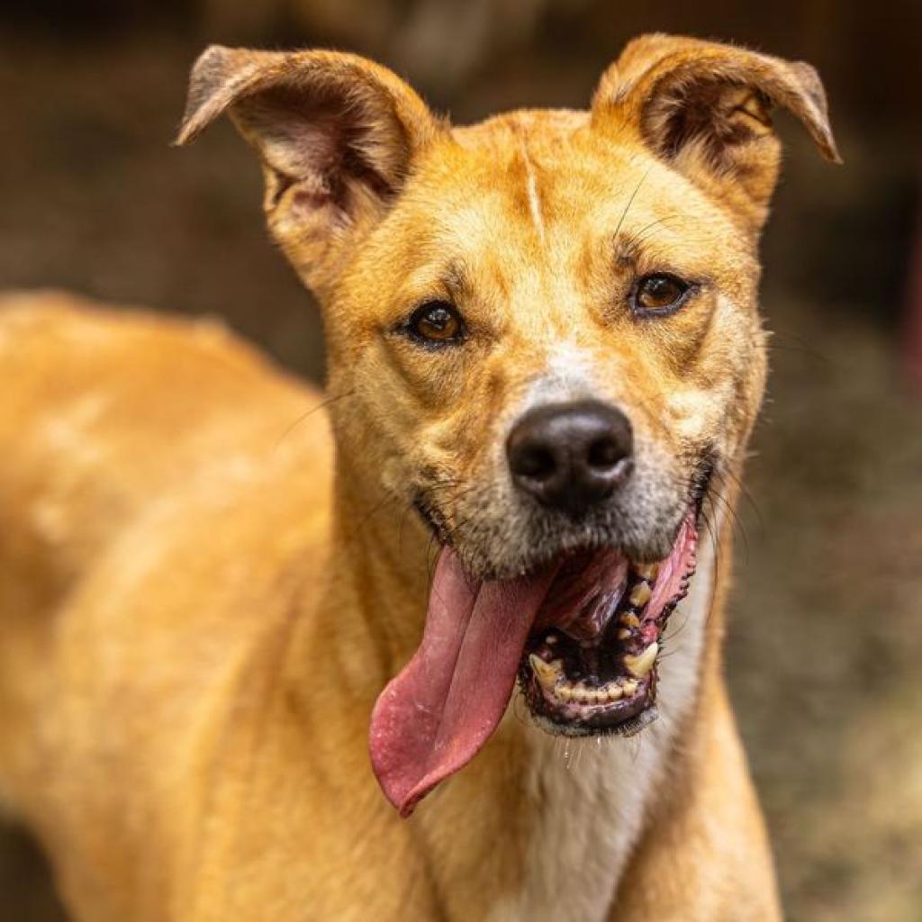 Enlarge Ma'am (I Need a Foster), a Adoptable mixed breed in Decatur, GA image 5/6