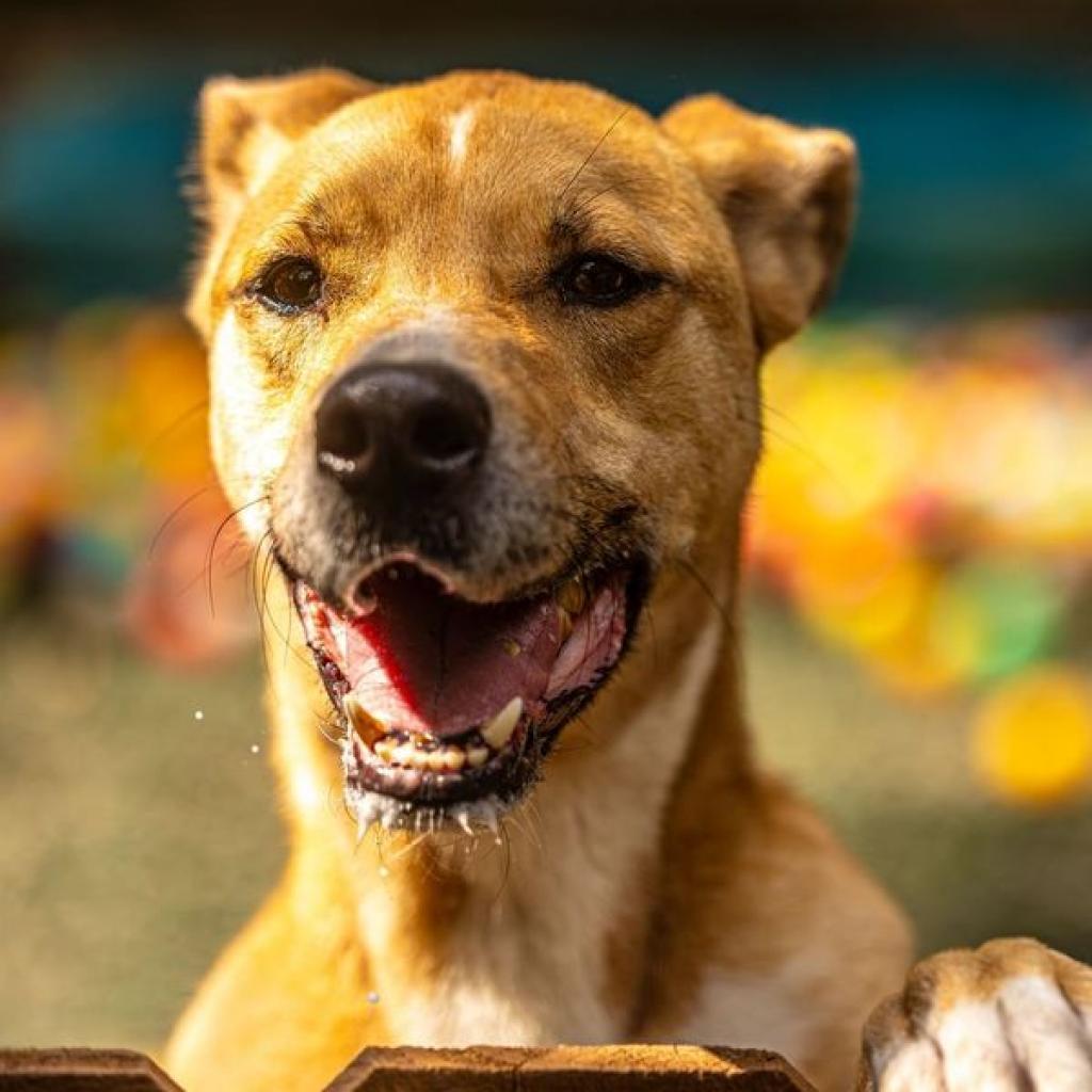 Enlarge Ma'am (I Need a Foster), a Adoptable mixed breed in Decatur, GA image 6/6