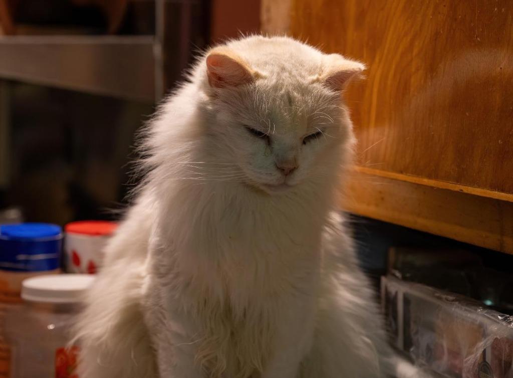 Billie (FIV+) photo