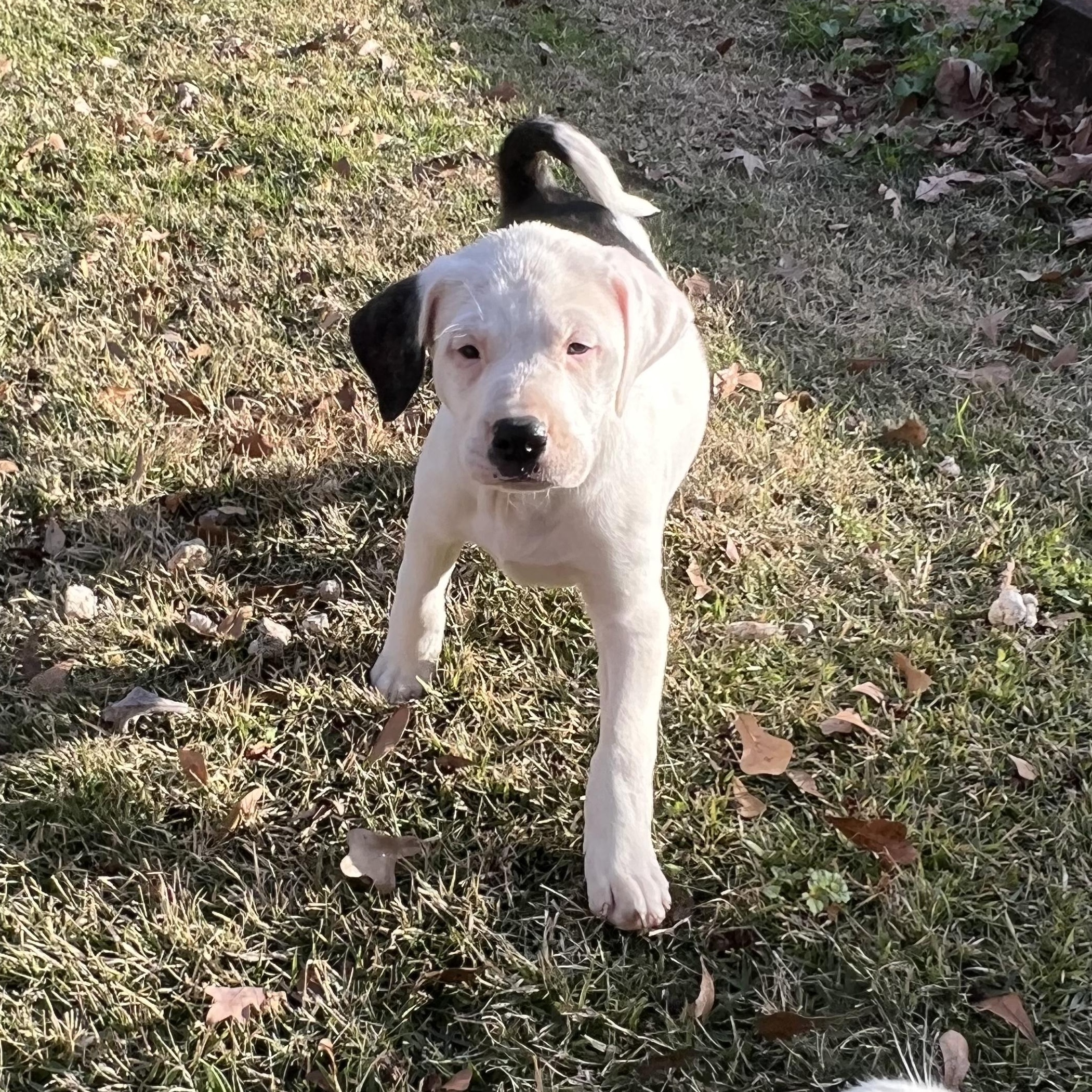 Enlarge Maggie, an adopted mixed breed in Central Islip, NY image 5/6
