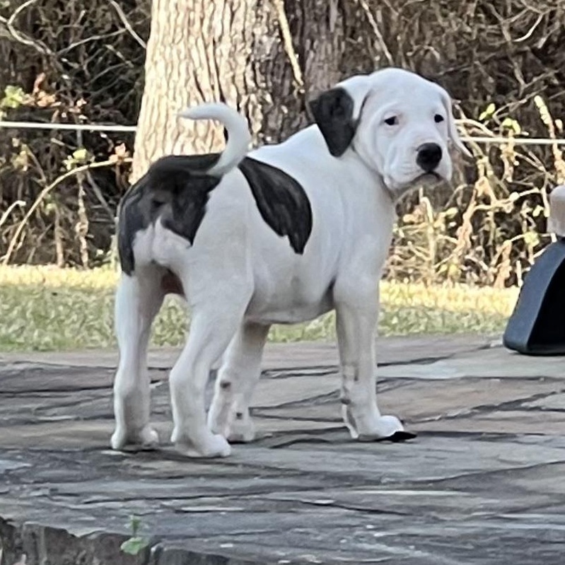 Enlarge Maggie, an adopted mixed breed in Central Islip, NY image 1/6