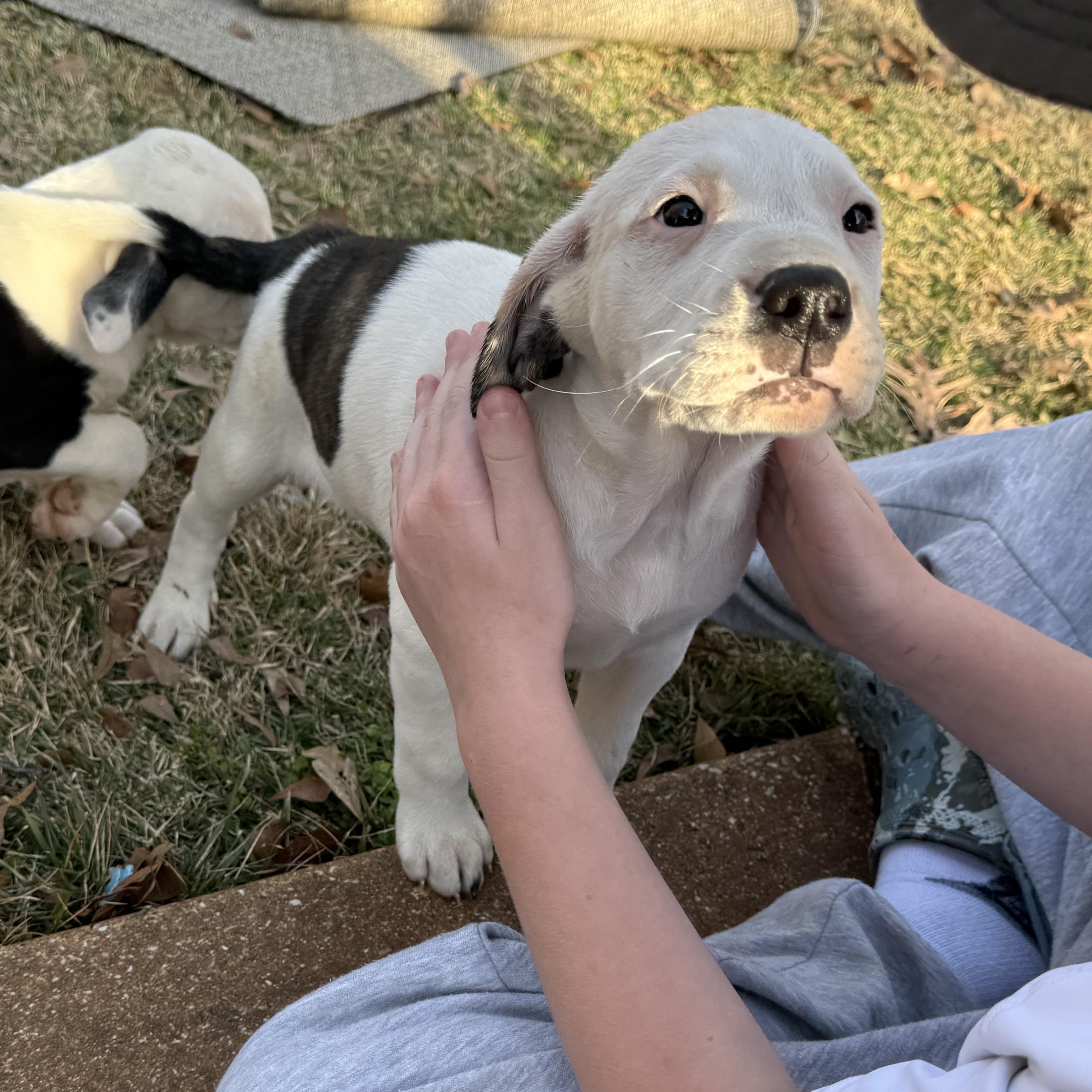 Enlarge Maggie, an adopted mixed breed in Central Islip, NY image 3/6