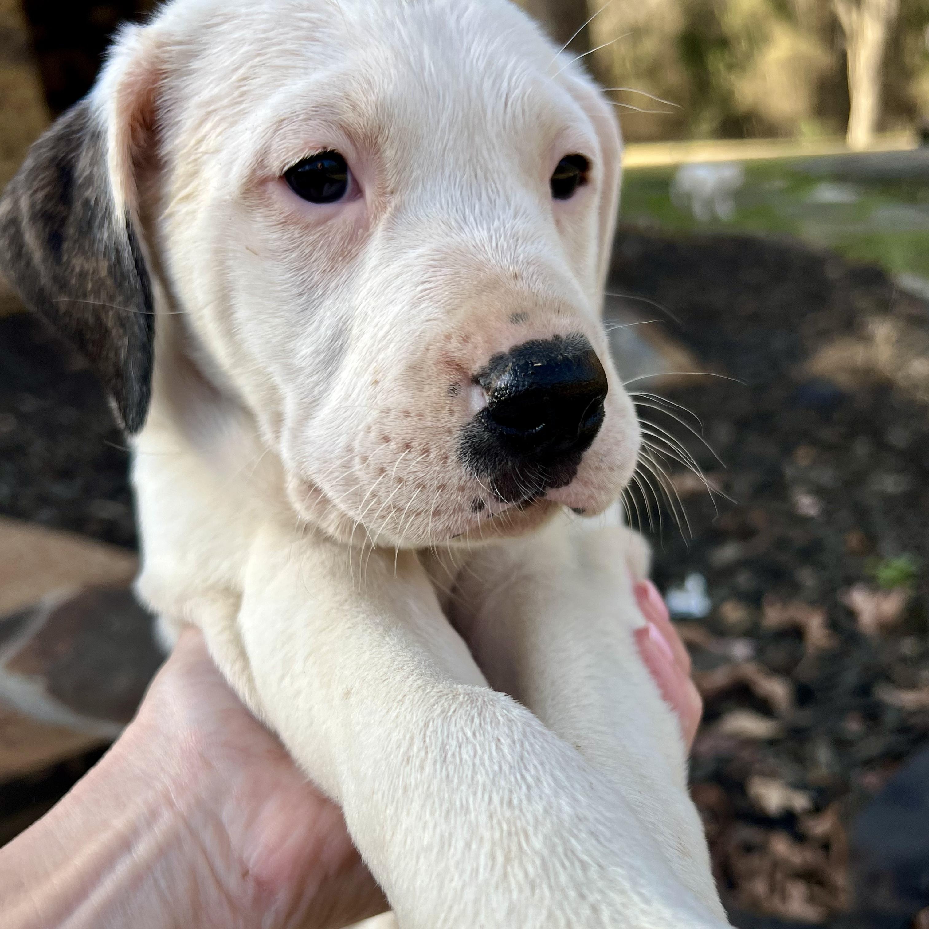 Enlarge Maggie, an adopted mixed breed in Central Islip, NY image 2/6