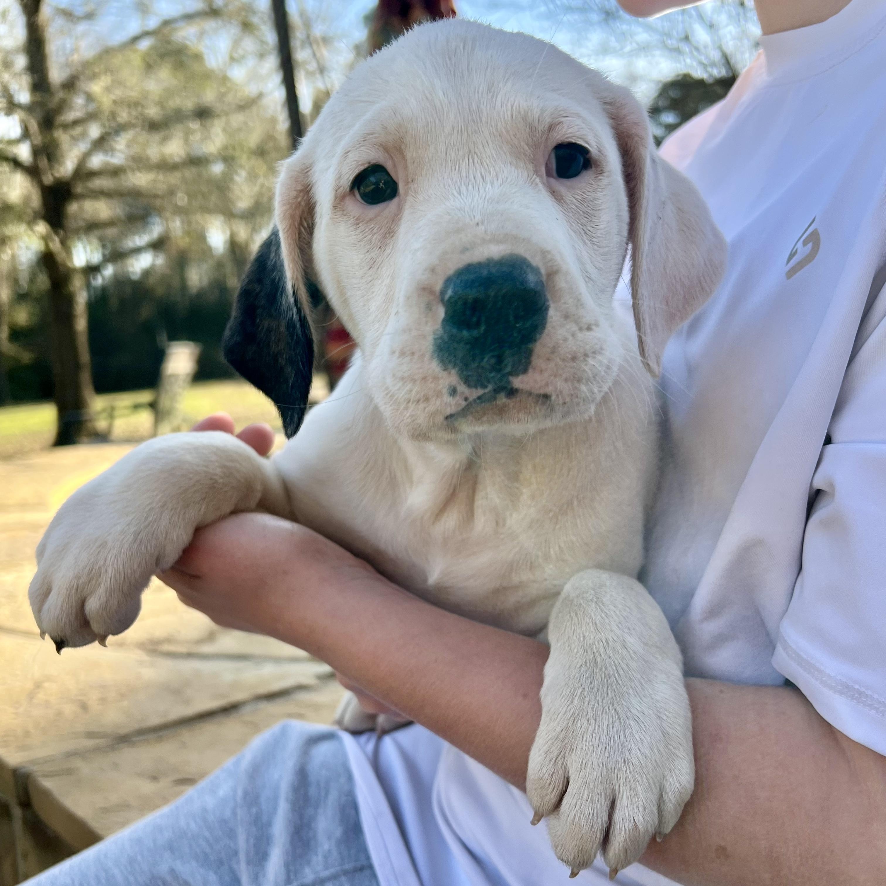 Enlarge Maggie, an adopted mixed breed in Central Islip, NY image 4/6