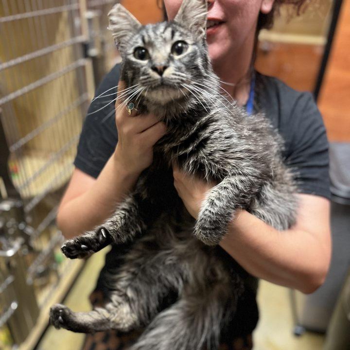 Stitch, Adoptable, Adult Male Domestic Long Hair.