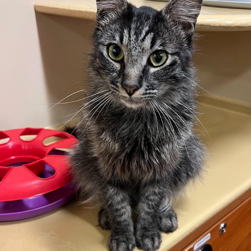 Enlarge Stitch, a Adoptable Domestic Long Hair in Hemet, CA image 2/6