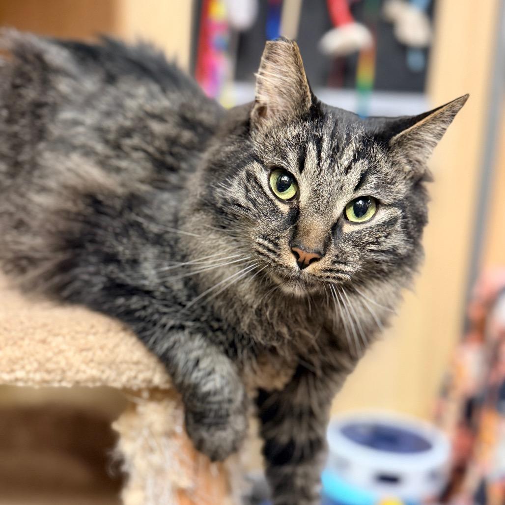 Enlarge Stitch, a Adoptable Domestic Long Hair in Hemet, CA image 3/6