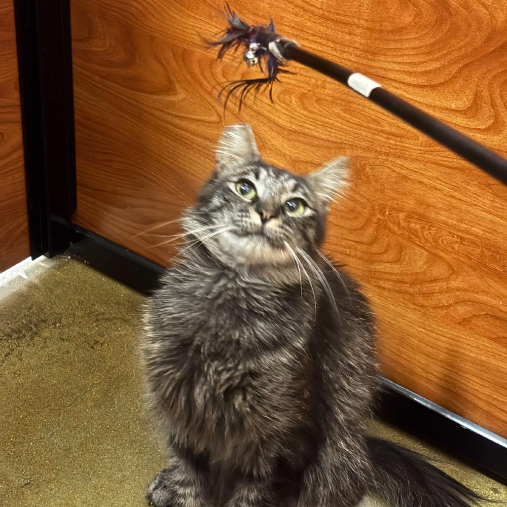 Enlarge Stitch, a Adoptable Domestic Long Hair in Hemet, CA image 4/6