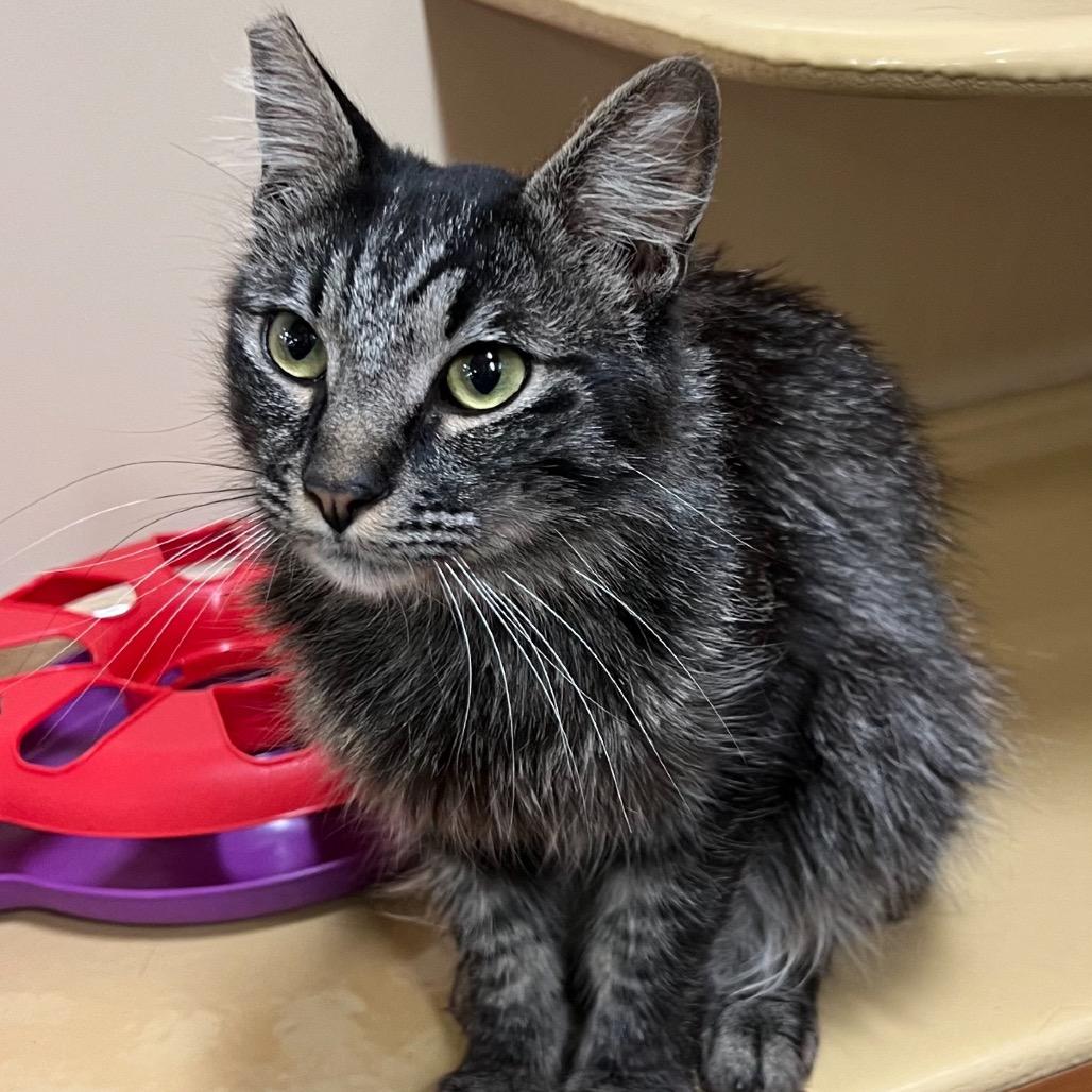 Enlarge Stitch, a Adoptable Domestic Long Hair in Hemet, CA image 5/6