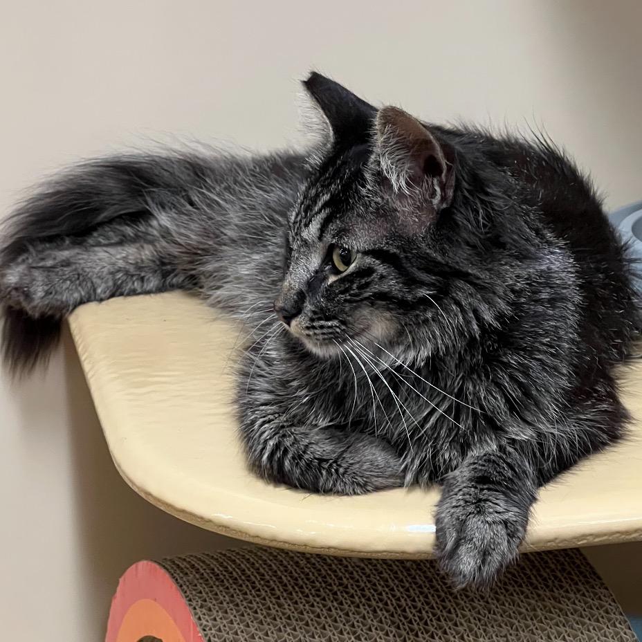 Enlarge Stitch, a Adoptable Domestic Long Hair in Hemet, CA image 6/6