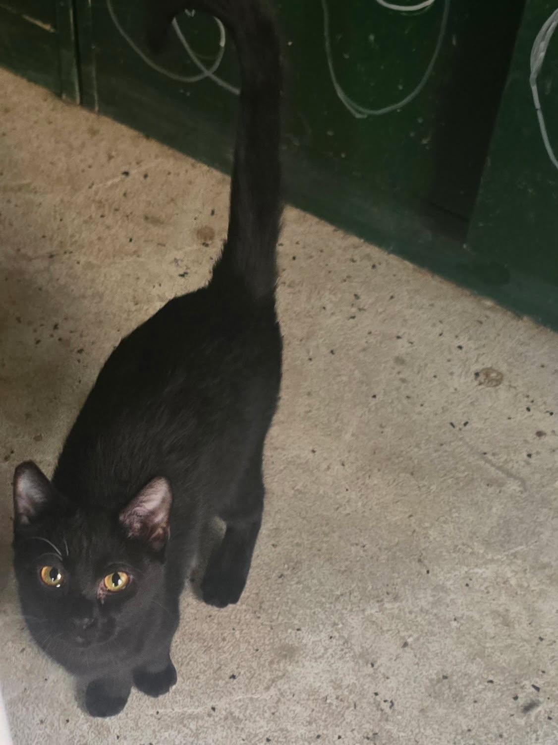 Rain, Adoptable, Young Female Domestic Short Hair.