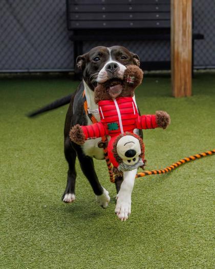 Kourt, Adoptable, Young Female Pit Bull Terrier & Mixed Breed.