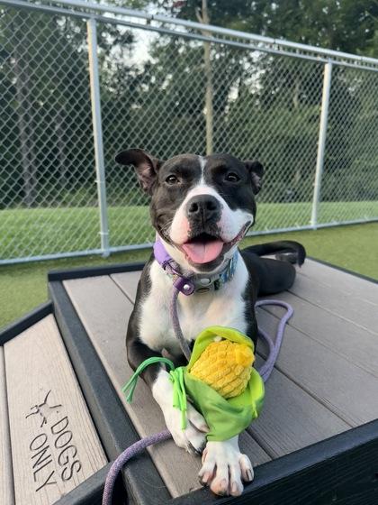 Enlarge Kourt, a Adoptable mixed breed in Fishers, IN image 1/3