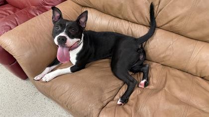 Enlarge Kourt, a Adoptable mixed breed in Fishers, IN image 2/3