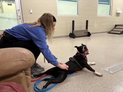 Enlarge Kourt, a Adoptable mixed breed in Fishers, IN image 3/3
