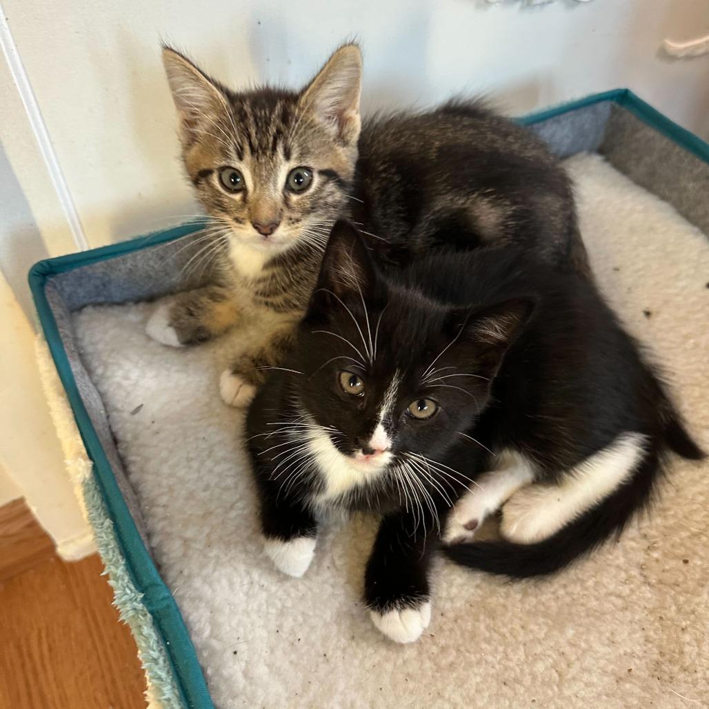 Palette, Adoptable, Kitten Male Domestic Short Hair.