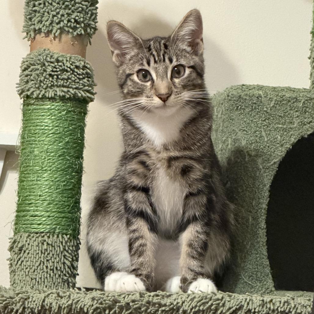 Palette, a Adoptable Domestic Short Hair in Costa Mesa, CA image 3/6