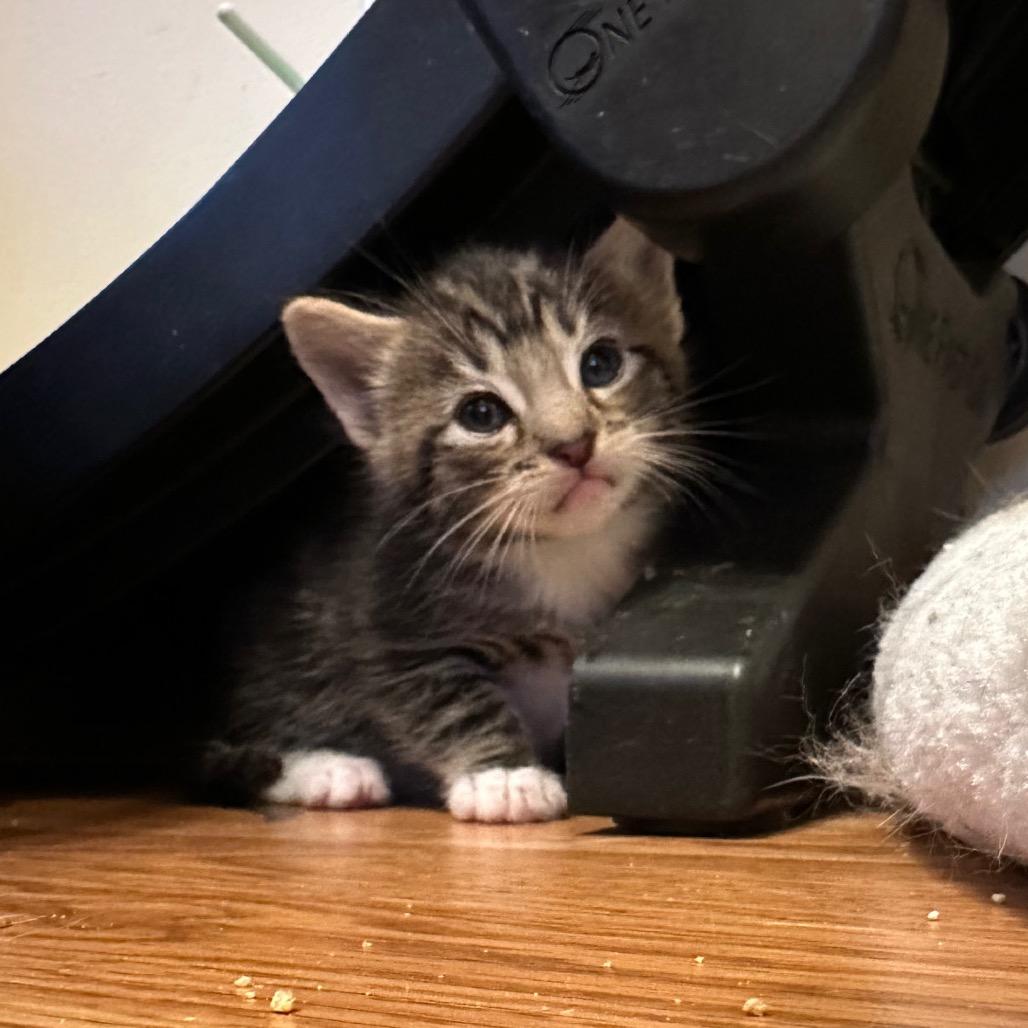 Enlarge Palette, a Adoptable Domestic Short Hair in Costa Mesa, CA image 4/5
