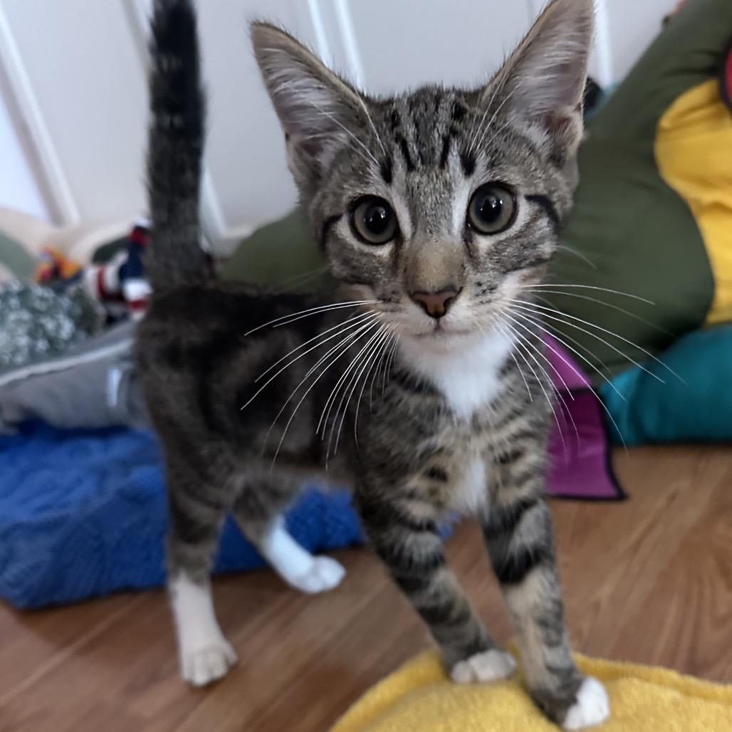 Enlarge Palette, a Adoptable Domestic Short Hair in Costa Mesa, CA image 5/6