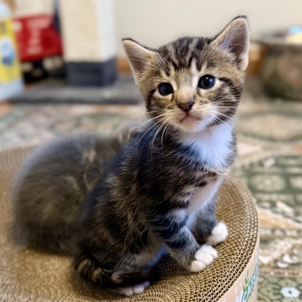 Enlarge Palette, a Adoptable Domestic Short Hair in Costa Mesa, CA image 5/5