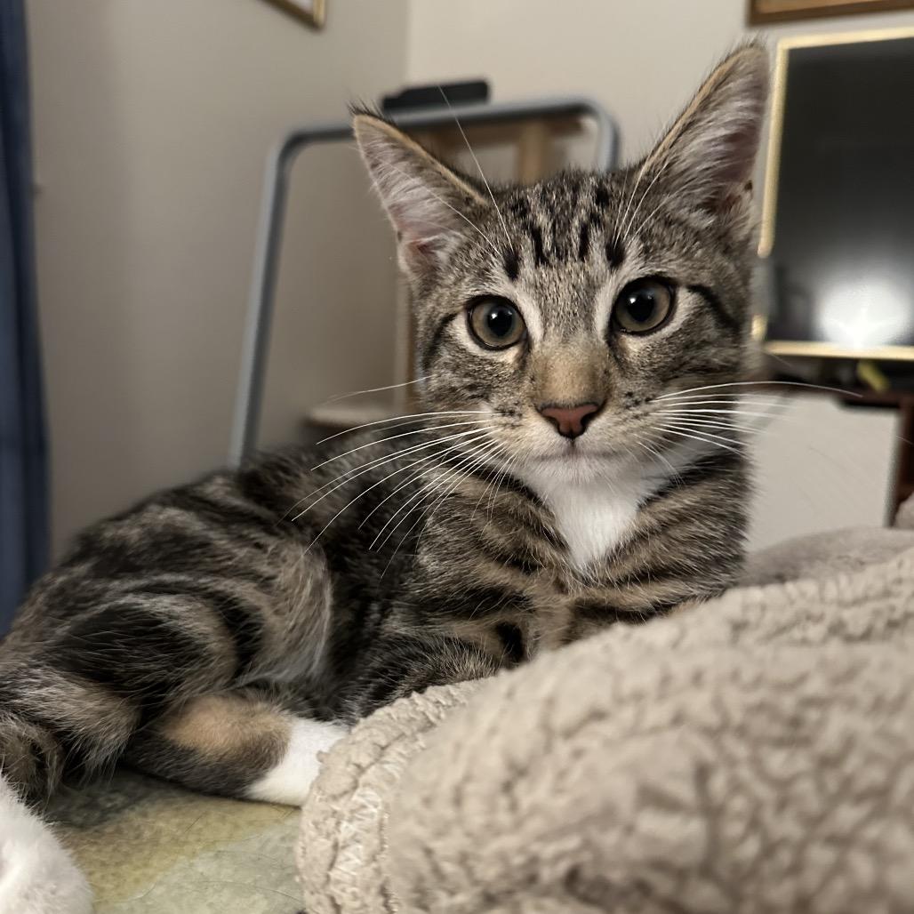 Enlarge Palette, a Adoptable Domestic Short Hair in Costa Mesa, CA image 6/6