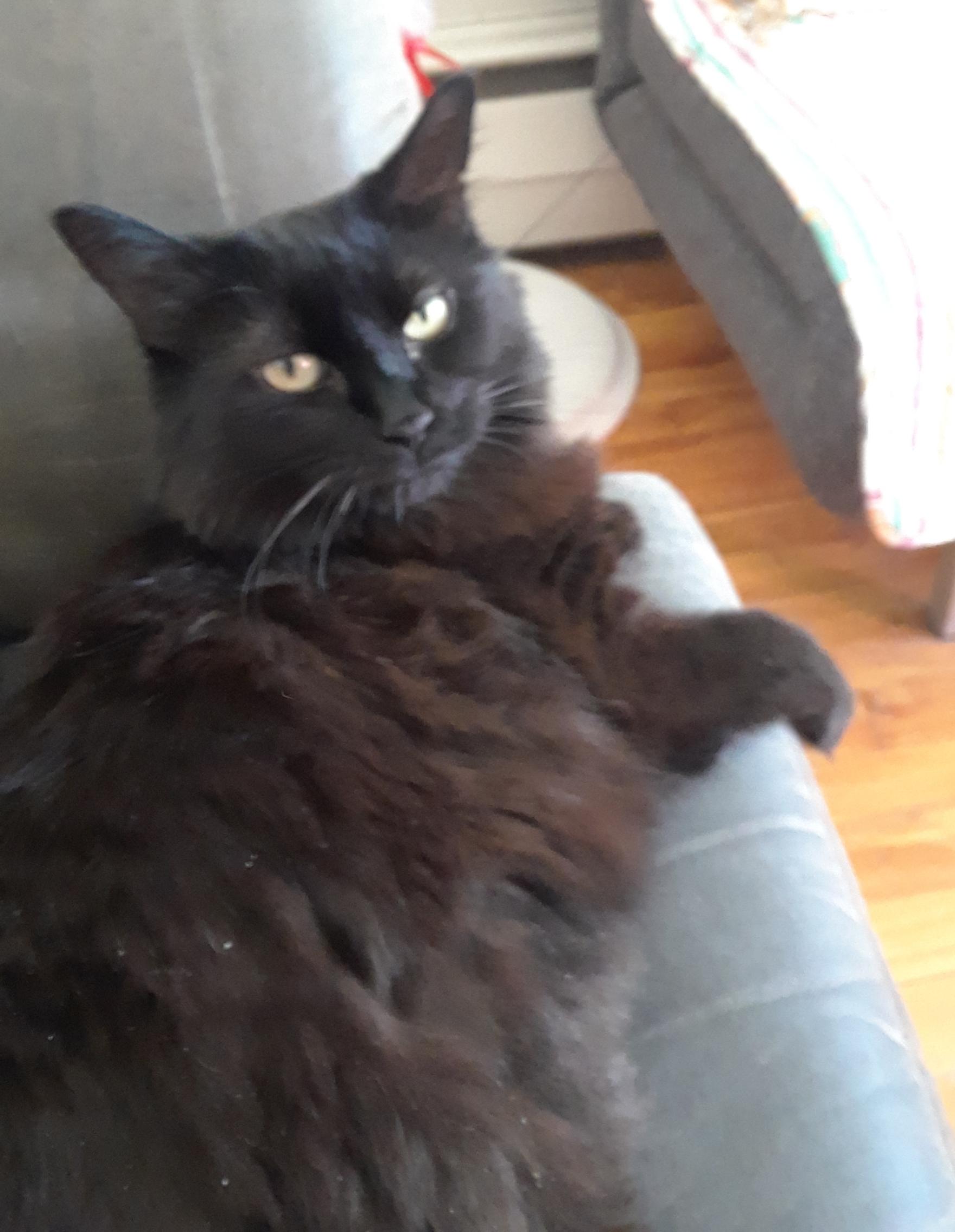Maggie, ADOPTABLE, Adult Female Domestic Long Hair.
