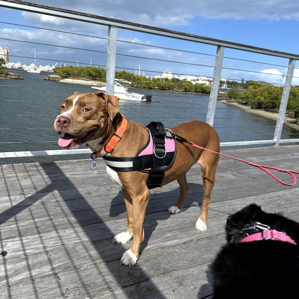 Enlarge Lexi, a Adoptable mixed breed in Juno Beach, FL image 1/3