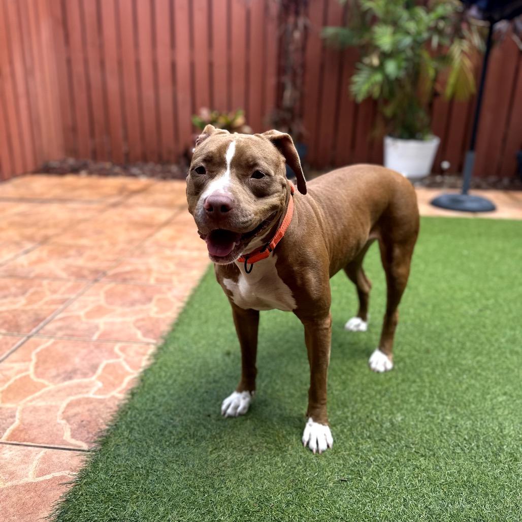 Enlarge Lexi, a Adoptable mixed breed in Juno Beach, FL image 2/3