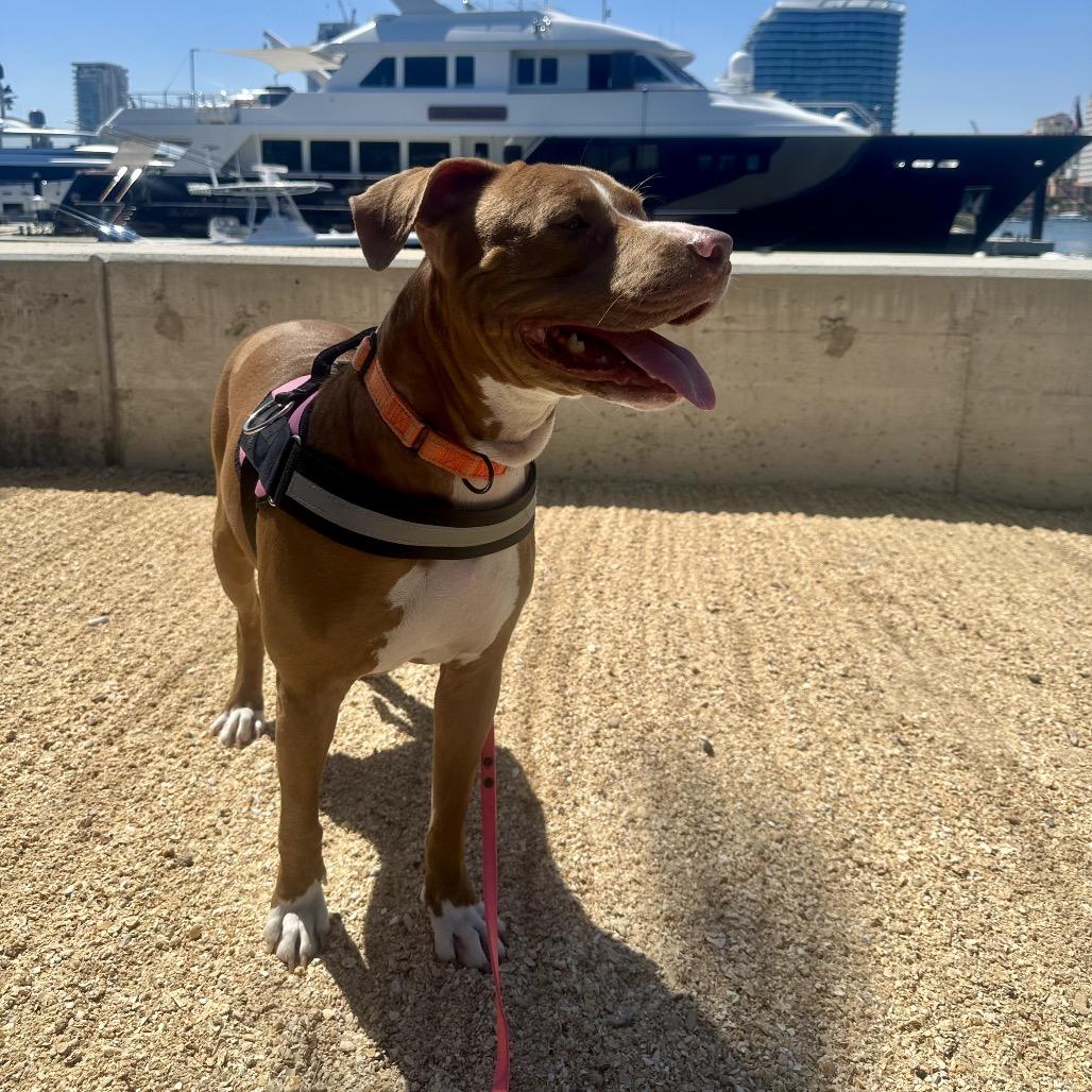 Enlarge Lexi, a Adoptable mixed breed in Juno Beach, FL image 3/3