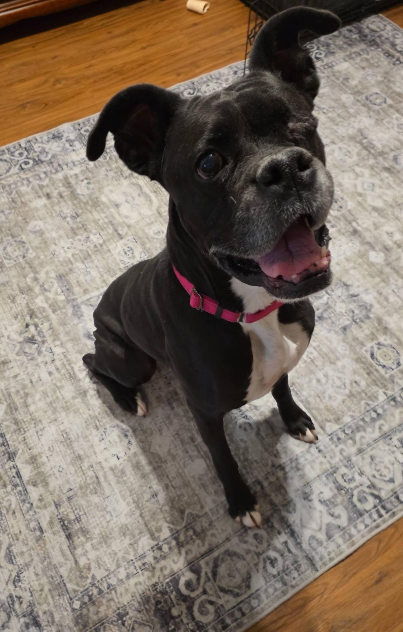 Enlarge Dixie , an adopted Boxer in Middlesex, NJ image 1/4
