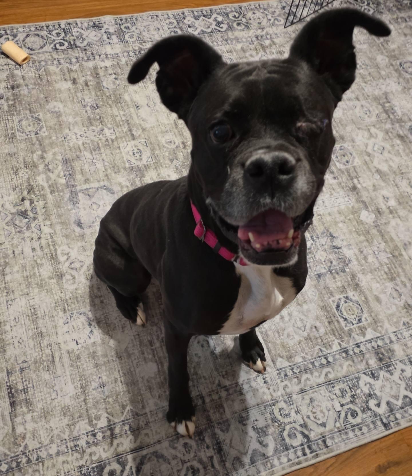 Enlarge Dixie , an adopted Boxer in Middlesex, NJ image 2/4