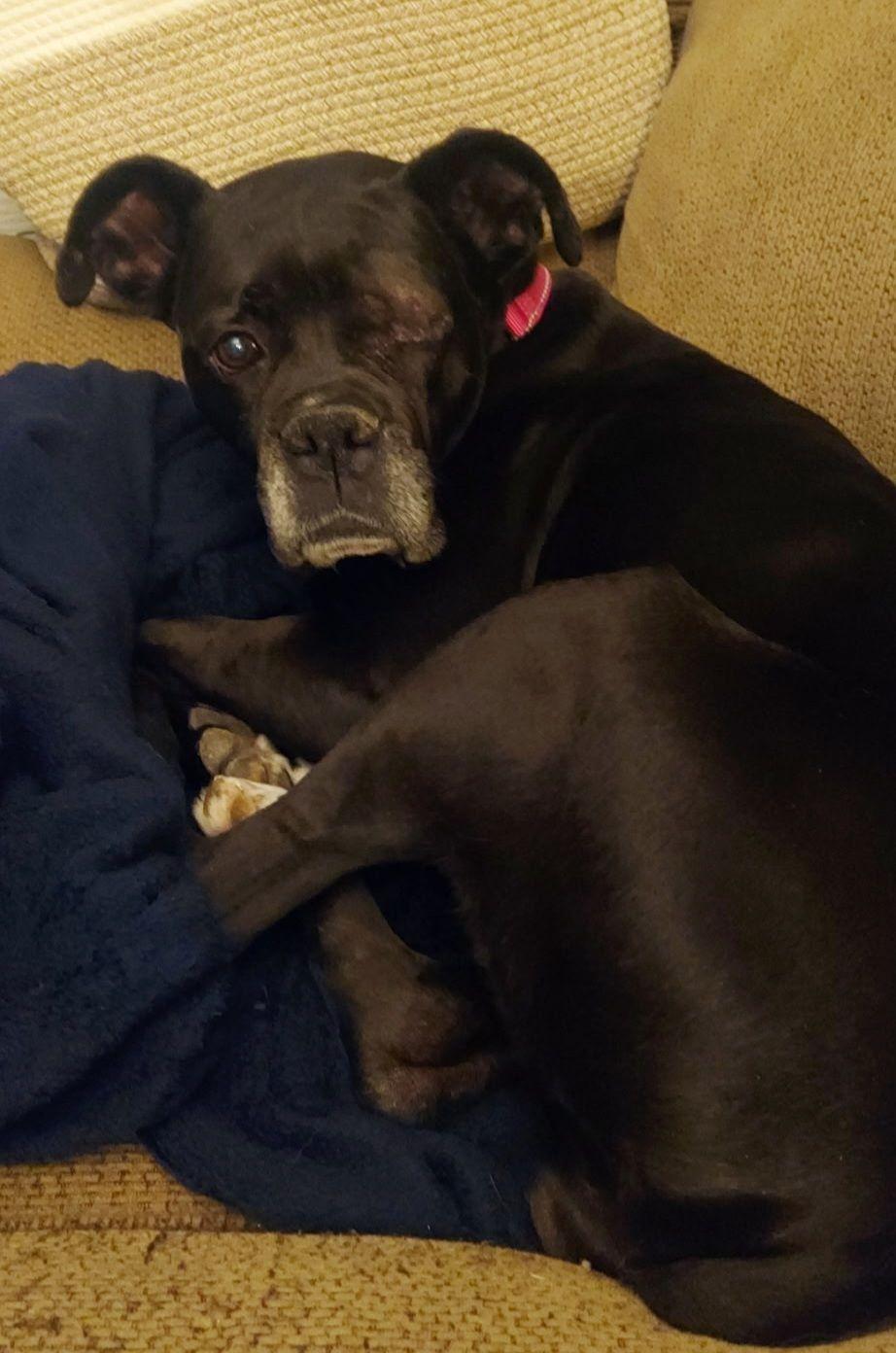 Enlarge Dixie , an adopted Boxer in Middlesex, NJ image 3/4