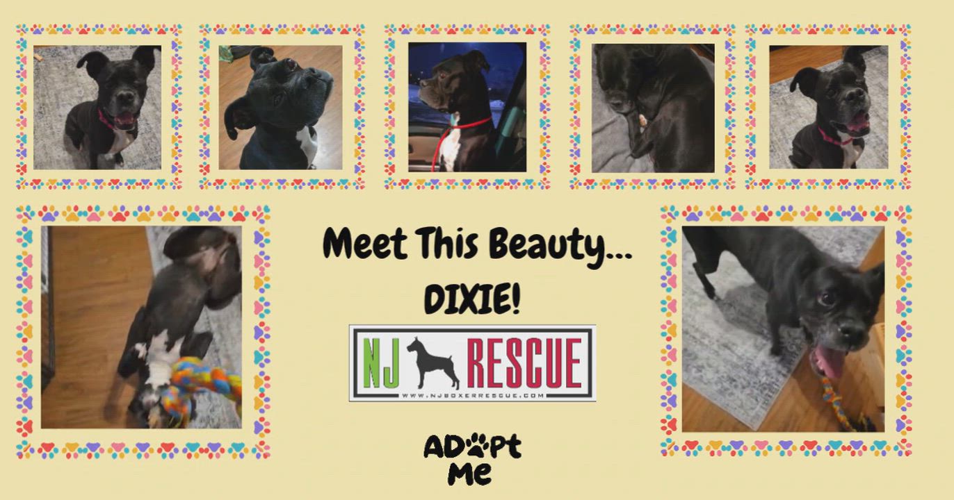 Enlarge Dixie , an adopted Boxer in Middlesex, NJ video 4/4