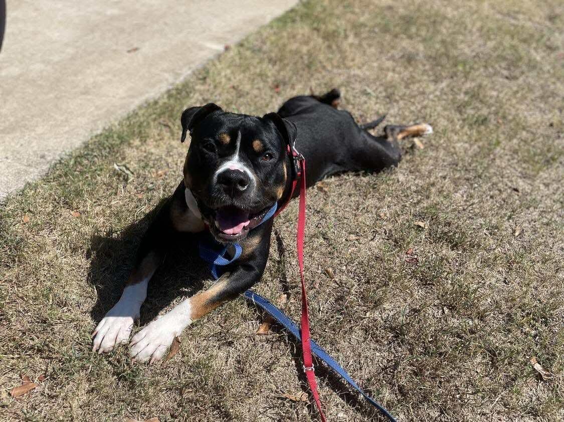 Snickers, ADOPTABLE, Adult Male Mixed Breed.