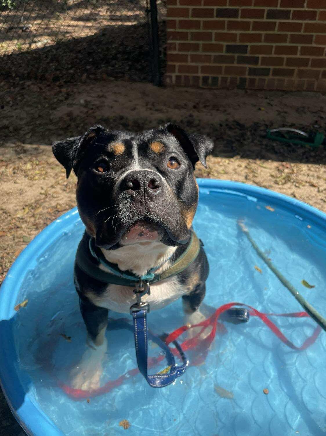 Snickers, a ADOPTABLE Mixed Breed in Vassalboro, ME image 2/4