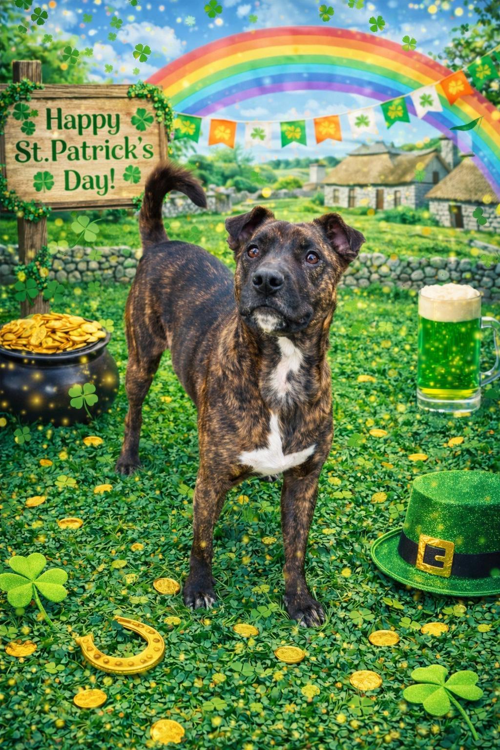 Ringo, Adoptable, Adult Male Pit Bull Terrier.