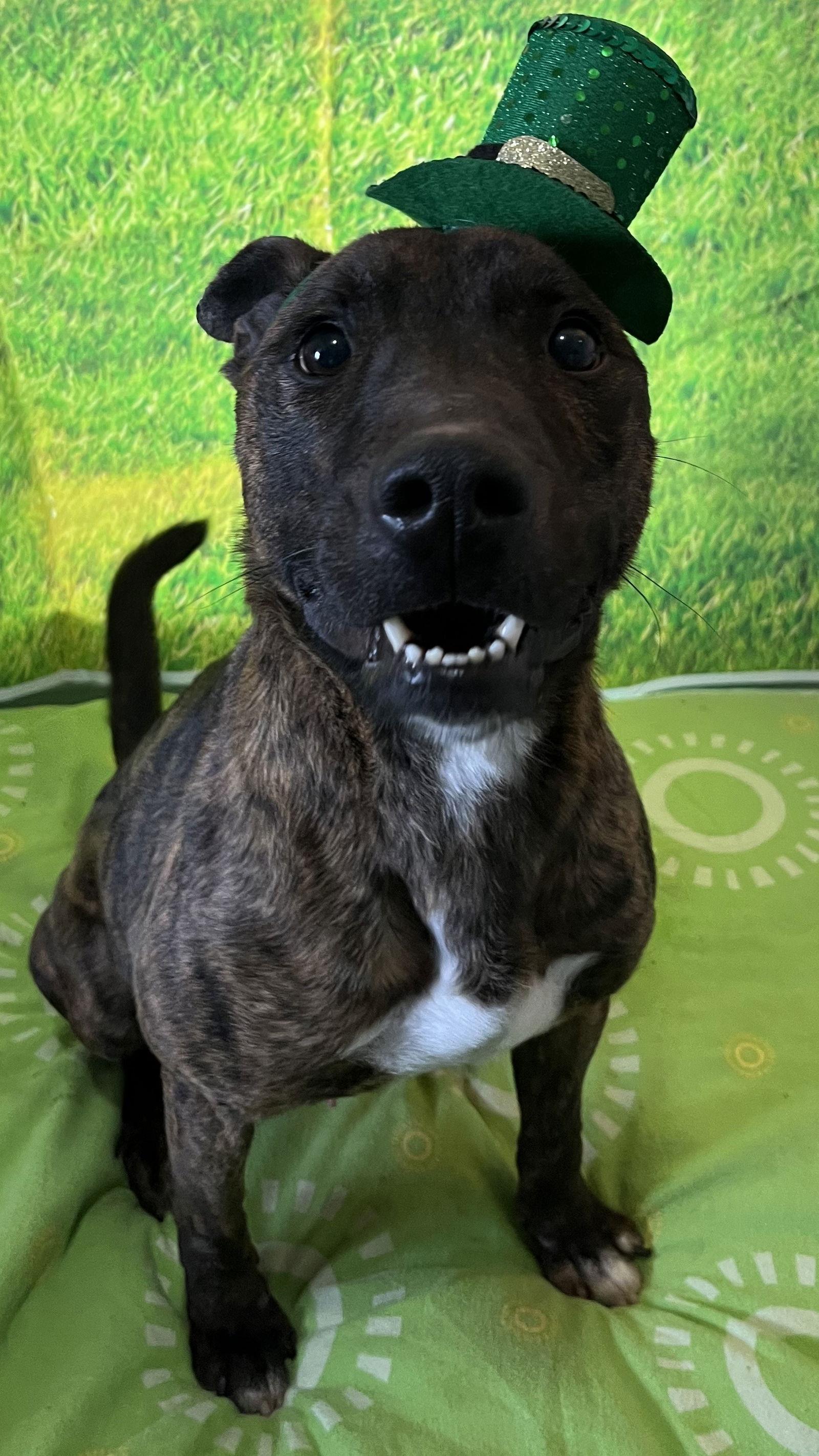 Ringo, a Adoptable Pit Bull Terrier in Sistersville, WV image 2/3