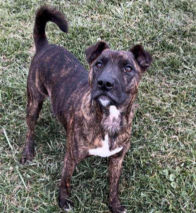 Ringo, a Adoptable Pit Bull Terrier in Sistersville, WV image 3/3