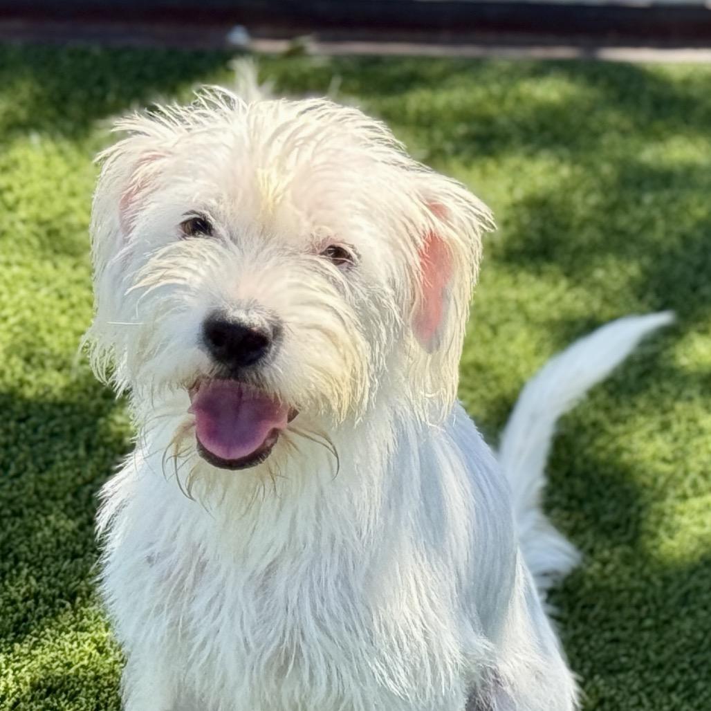 Enlarge Suki, a Adoptable Terrier in San Antonio, TX image 4/6