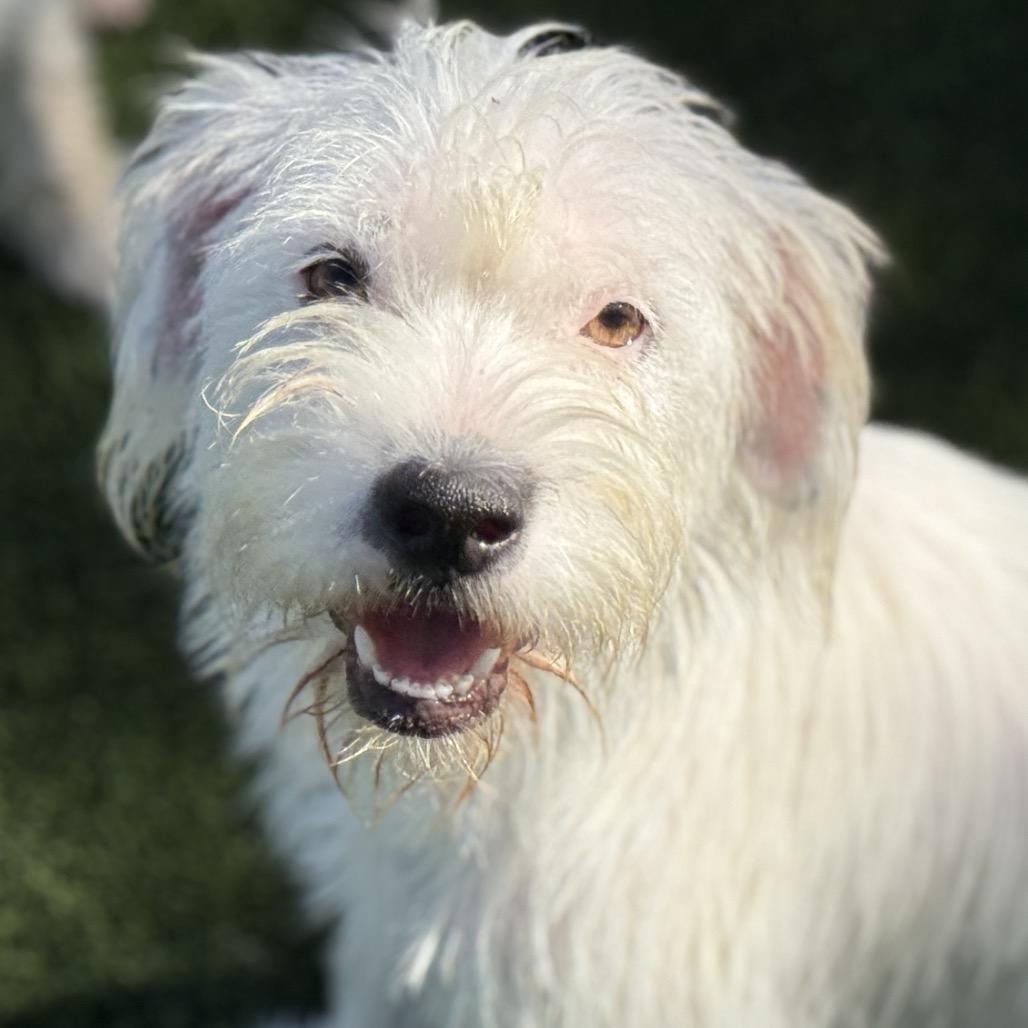 Enlarge Suki, a Adoptable Terrier in San Antonio, TX image 2/6