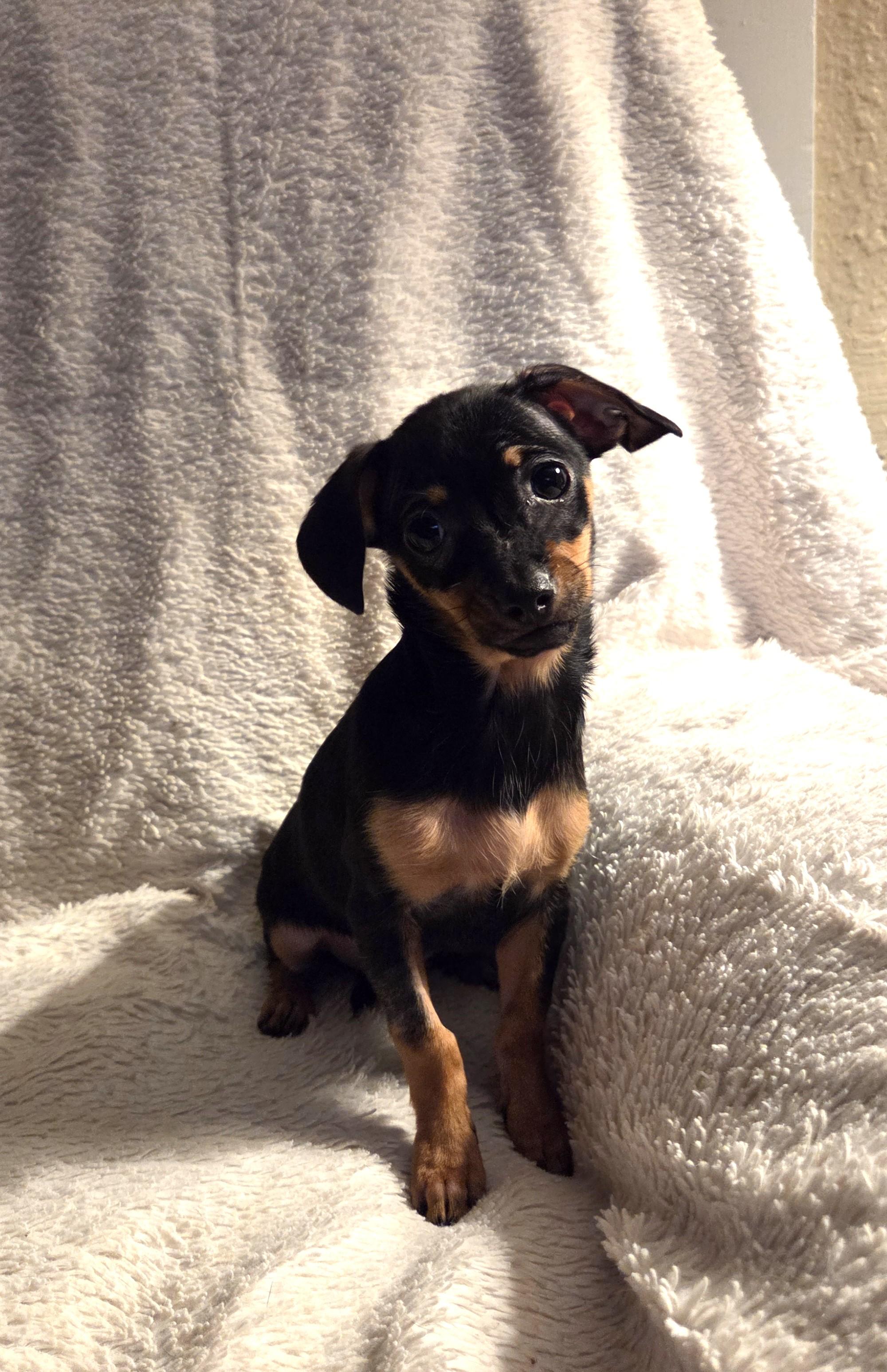 Enlarge Quesa, an adopted mixed breed in Oakdale, CA image 3/3