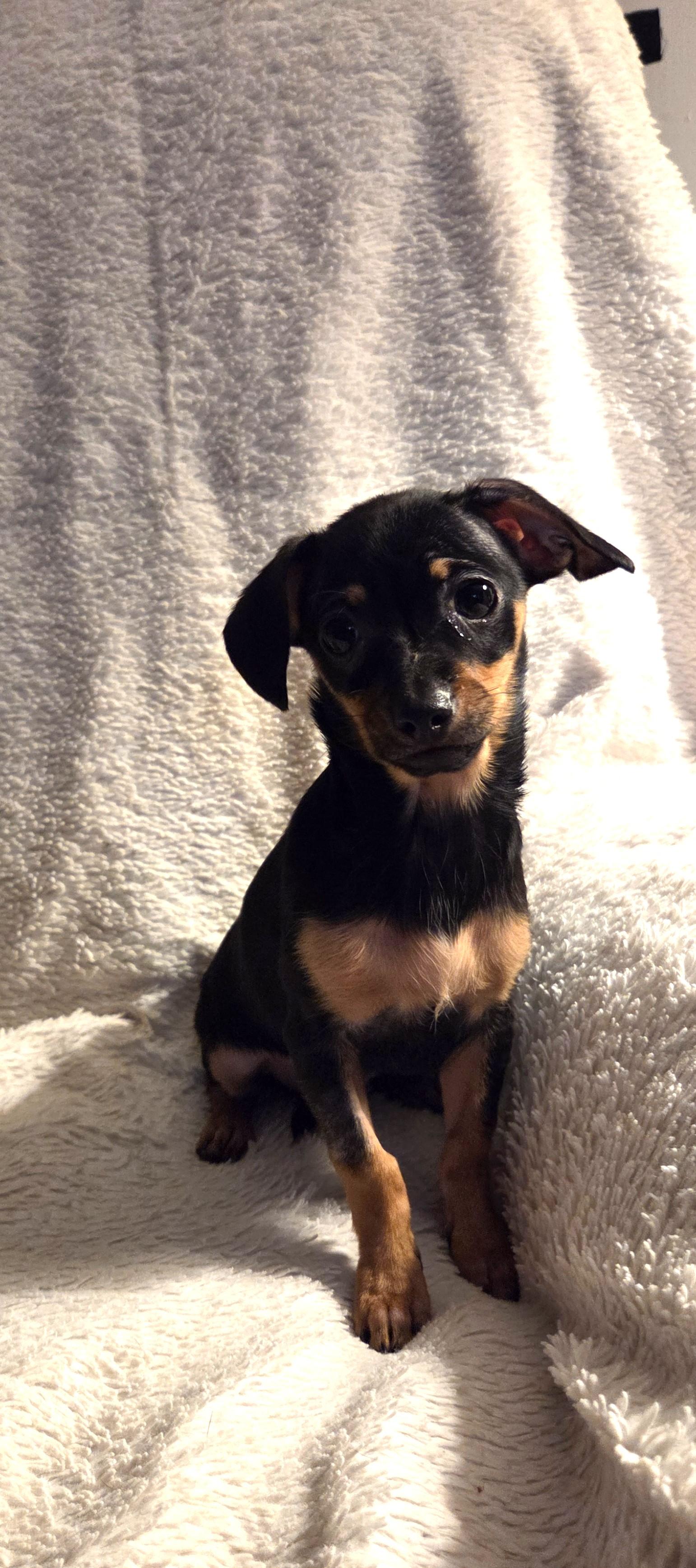 Enlarge Quesa, an adopted mixed breed in Oakdale, CA image 1/3