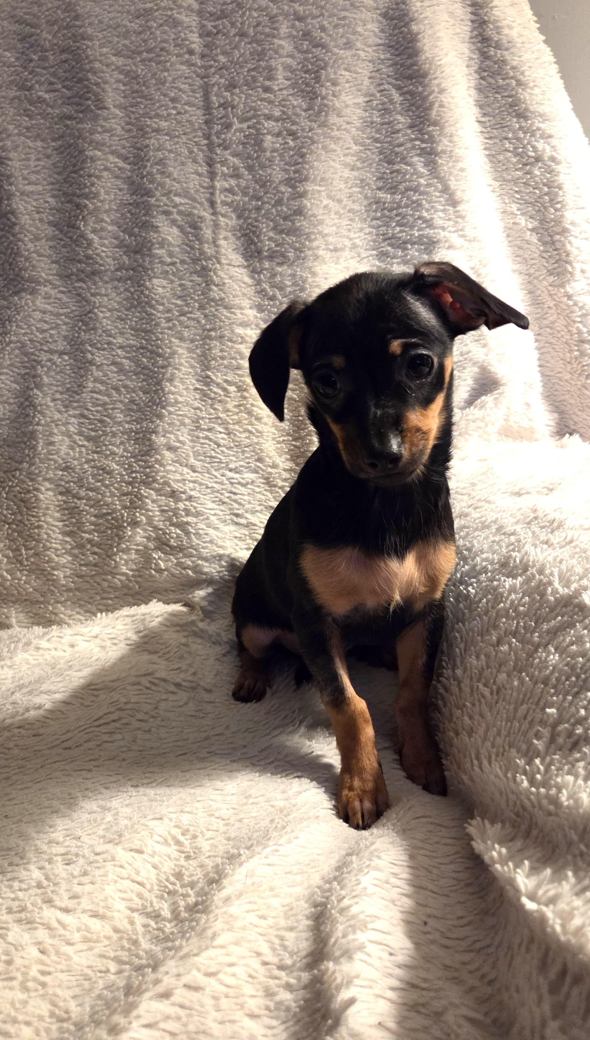 Enlarge Quesa, an adopted mixed breed in Oakdale, CA image 2/3