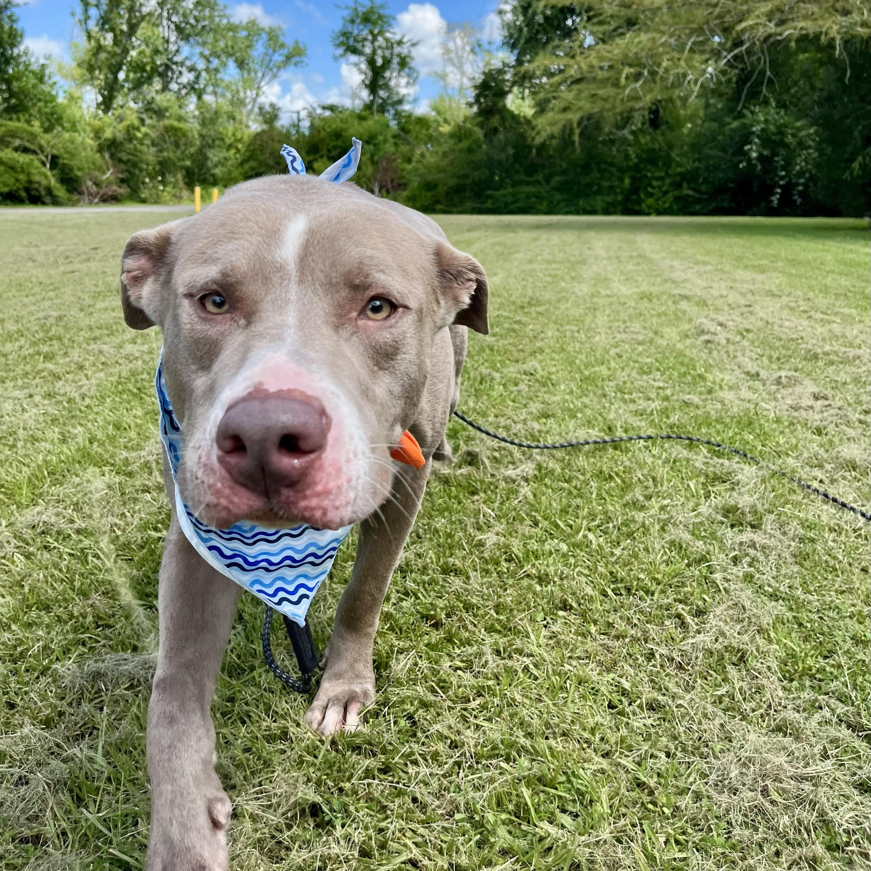 Enlarge Kano, an adopted American Staffordshire Terrier in Euless, TX image 1/6